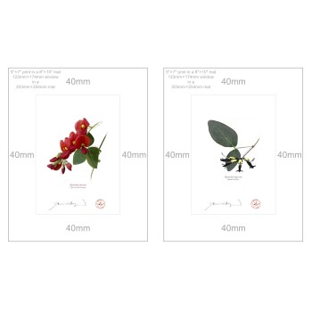 Kennedia species Diptych - 5″ × 7″ Prints Ready to Frame With 8″ × 10″ Mats and Backing