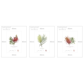 Grevillea Collection 3 Triptych - 5″ × 7″ Prints Ready to Frame With 8″ × 10″ Mats and Backing