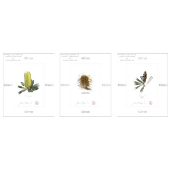 Life of a Banksia Flower Triptych - 5″ × 7″ Prints Ready to Frame With 8″ × 10″ Mats and Backing