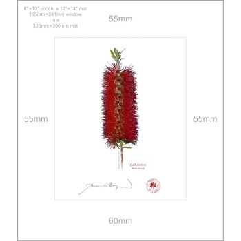 010 Bottlebrush (Callistemon) - 8″ × 10″ Print Ready to Frame With 12″ × 14″ Mat and Backing