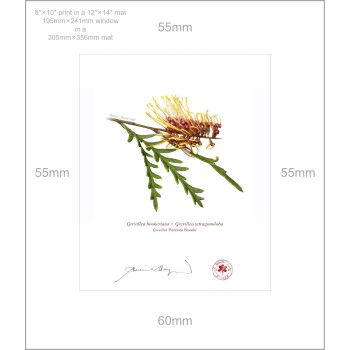 Grevillea Collection 2 Diptych - 8″ × 10″ Prints Ready to Frame With 12″ × 14″ Mats and Backing