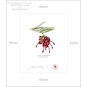 041 Rosemary Grevillea (Grevillea rosmarinifolia) - 8″ × 10″ Print Ready to Frame With 12″ × 14″ Mat and Backing