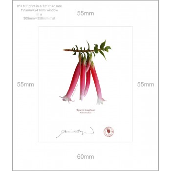 060 Native Fuchsia (Epacris longiflora) - 8″ × 10″ Print Ready to Frame With 12″ × 14″ Mat and Backing