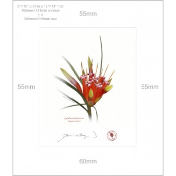 095 Mountain Devil (Lambertia formosa) - 8″ × 10″ Print Ready to Frame With 12″ × 14″ Mat and Backing