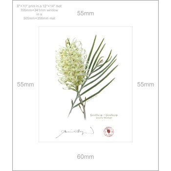 112 Grevillea 'Moonlight' - 8″ × 10″ Print Ready to Frame With 12″ × 14″ Mat and Backing