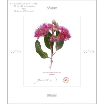 Eucalyptus 'Rosea' Cultivars Diptych - 8″ × 10″ Prints Ready to Frame With 12″ × 14″ Mats and Backing