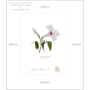 123 Pandorea jasminoides - 8″ × 10″ Print Ready to Frame With 12″ × 14″ Mat and Backing