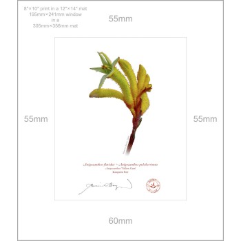 133 Kangaroo Paw (Anigozanthos 'Yellow Gem') - 8″ × 10″ Print Ready to Frame With 12″ × 14″ Mat and Backing