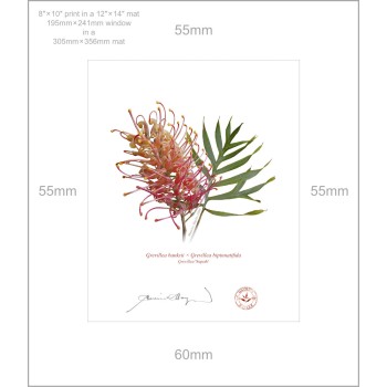 135 Grevillea 'Superb' - 8″ × 10″ Print Ready to Frame With 12″ × 14″ Mat and Backing