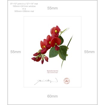 137 Cape Leeuwin Creeper (Kennedia lateritia) - 8″ × 10″ Print Ready to Frame With 12″ × 14″ Mat and Backing