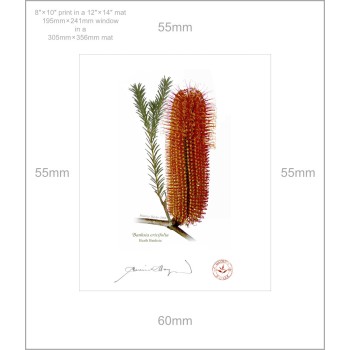 Banksia Flower Collection 4 Diptych - 8″ × 10″ Prints Ready to Frame With 12″ × 14″ Mats and Backing