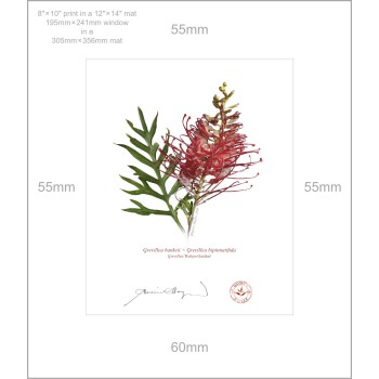 149 Grevillea 'Robyn Gordon' - 8″ × 10″ Print Ready to Frame With 12″ × 14″ Mat and Backing