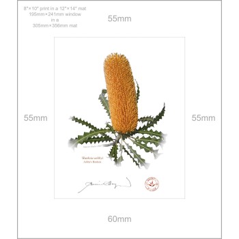 Banksia Flower Collection 4 Diptych - 8″ × 10″ Prints Ready to Frame With 12″ × 14″ Mats and Backing