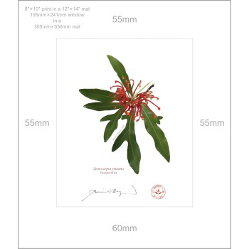 155 Firewheel Tree (Stenocarpus sinuatus) - 8″ × 10″ Print Ready to Frame With 12″ × 14″ Mat and Backing