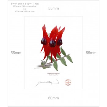 160 Sturt's Desert Pea (Swainsona formosa) - 8″ × 10″ Print Ready to Frame With 12″ × 14″ Mat and Backing