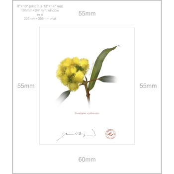 162 Eucalyptus erythrocorys - 8″ × 10″ Print Ready to Frame With 12″ × 14″ Mat and Backing