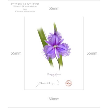 163 Fringe Lily (Thysanotus tuberosus) - 8″ × 10″ Print Ready to Frame With 12″ × 14″ Mat and Backing