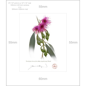 Eucalyptus 'Rosea' Cultivars Diptych - 8″ × 10″ Prints Ready to Frame With 12″ × 14″ Mats and Backing