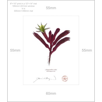 175 Red Kangaroo Paw (Anigozanthos rufus) - 8″ × 10″ Print Ready to Frame With 12″ × 14″ Mat and Backing