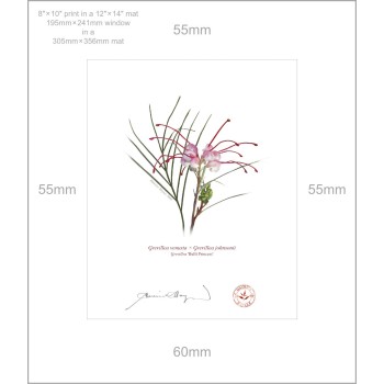 188 Grevillea 'Bulli Princess' - 8″ × 10″ Print Ready to Frame With 12″ × 14″ Mat and Backing