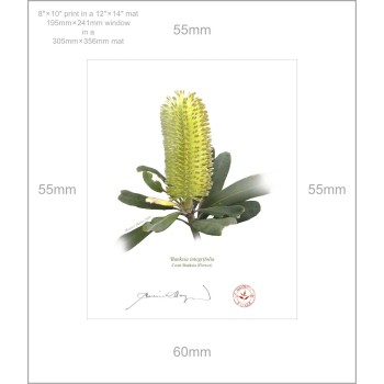 192 Coast Banksia Flower (Banksia integrifolia) - 8″ × 10″ Print Ready to Frame With 12″ × 14″ Mat and Backing