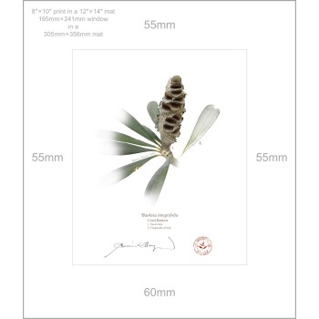 194 Coast Banksia Seed Cone and Leaf (Banksia integrifolia) - 8″ × 10″ Print Ready to Frame With 12″ × 14″ Mat and Backing