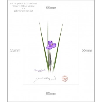 204 Day Iris (Patersonia fragilis) - 8″ × 10″ Print Ready to Frame With 12″ × 14″ Mat and Backing