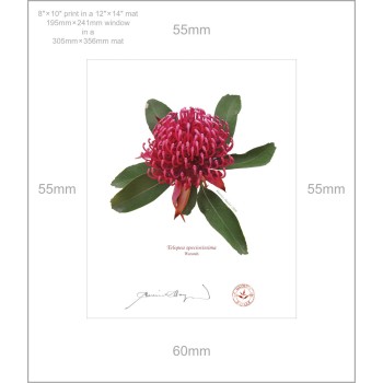 205 Waratah (Telopea speciosissima) - 8″ × 10″ Print Ready to Frame With 12″ × 14″ Mat and Backing