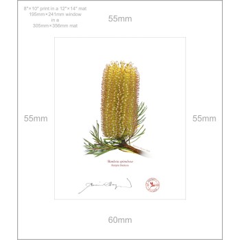 Banksia Flower Collection 3 Diptych - 8″ × 10″ Prints Ready to Frame With 12″ × 14″ Mats and Backing