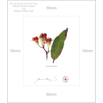 224 Corymbia ficifolia - 8″ × 10″ Print Ready to Frame With 12″ × 14″ Mat and Backing