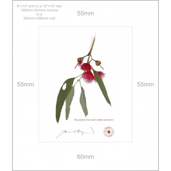 229 Eucalyptus leucoxylon subsp. petiolaris - 8″ × 10″ Print Ready to Frame With 12″ × 14″ Mat and Backing