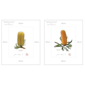 Banksia Flower Collection 2 Diptych - 8″ × 10″ Prints Ready to Frame With 12″ × 14″ Mats and Backing