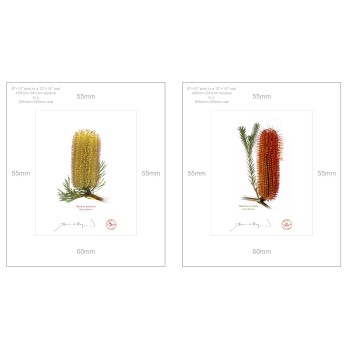 Banksia Flower Collection 3 Diptych - 8″ × 10″ Prints Ready to Frame With 12″ × 14″ Mats and Backing