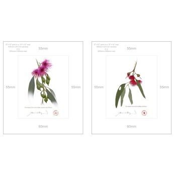 Eucalyptus leucoxylon subspecies Diptych - 8″ × 10″ Prints Ready to Frame With 12″ × 14″ Mats and Backing