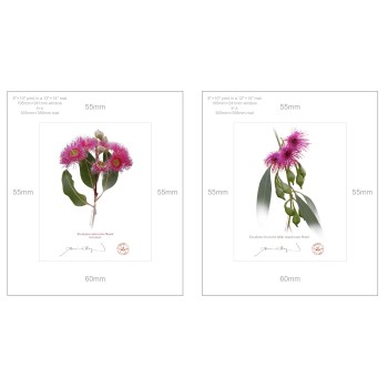 Eucalyptus 'Rosea' Cultivars Diptych - 8″ × 10″ Prints Ready to Frame With 12″ × 14″ Mats and Backing