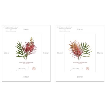 Grevillea Collection 1 Diptych - 8″ × 10″ Prints Ready to Frame With 12″ × 14″ Mats and Backing