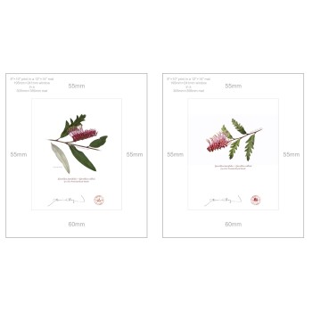 Grevillea 'Poorinda Royal Mantle' Diptych - 8″ × 10″ Prints Ready to Frame With 12″ × 14″ Mats and Backing