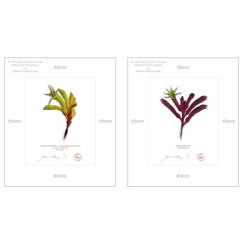 Kangaroo Paw (Anigozanthos) Diptych - 8″ × 10″ Prints Ready to Frame With 12″ × 14″ Mats and Backing