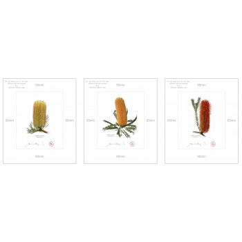 Banksia Flower Collection 1 Triptych - 8″ × 10″ Prints Ready to Frame With 12″ × 14″ Mats and Backing