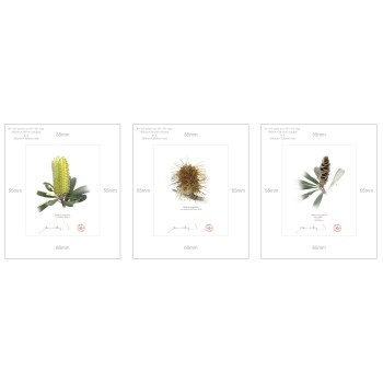 Life of a Banksia Flower Triptych - 8″ × 10″ Prints Ready to Frame With 12″ × 14″ Mats and Backing