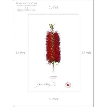 010 Bottlebrush (Callistemon) - A4 Print Ready to Frame With 12″ × 16″ Mat and Backing