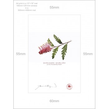 025 Grevillea 'Poorinda Royal Mantle' - A4 Print Ready to Frame With 12″ × 16″ Mat and Backing