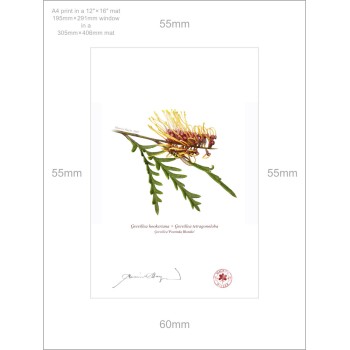 028 Grevillea 'Poorinda Blondie' - A4 Print Ready to Frame With 12″ × 16″ Mat and Backing