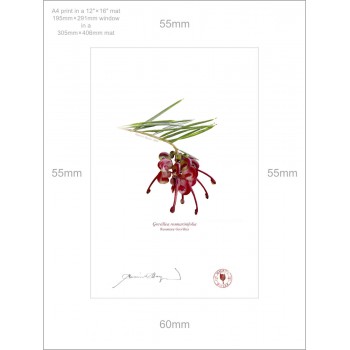 041 Rosemary Grevillea (Grevillea rosmarinifolia) - A4 Print Ready to Frame With 12″ × 16″ Mat and Backing
