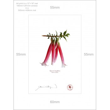 060 Native Fuchsia (Epacris longiflora) - A4 Print Ready to Frame With 12″ × 16″ Mat and Backing