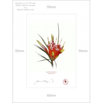 095 Mountain Devil (Lambertia formosa) - A4 Print Ready to Frame With 12″ × 16″ Mat and Backing
