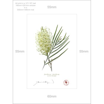 112 Grevillea 'Moonlight' - A4 Print Ready to Frame With 12″ × 16″ Mat and Backing