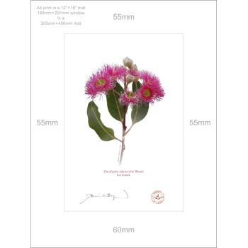 Eucalyptus 'Rosea' Cultivars Diptych - A4 Prints Ready to Frame With 12″ × 16″ Mats and Backing