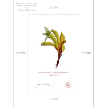 133 Kangaroo Paw (Anigozanthos 'Yellow Gem') - A4 Print Ready to Frame With 12″ × 16″ Mat and Backing