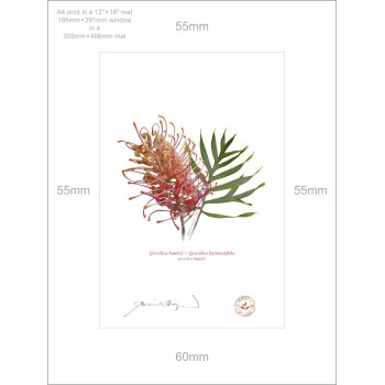 135 Grevillea 'Superb' - A4 Print Ready to Frame With 12″ × 16″ Mat and Backing